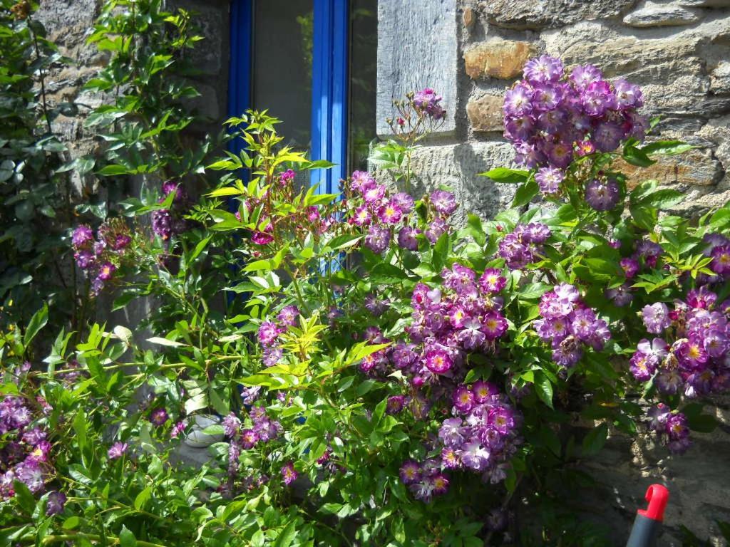 Ble Noir Le Clos Du Tay Guest house